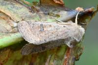 Orthosia cruda
