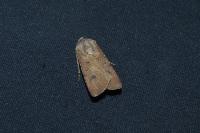 Agrotis segetum