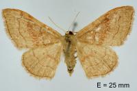 Idaea rubraria