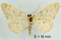 Idaea alyssumata
