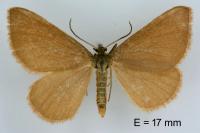 Minoa murinata