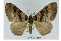 Catarhoe rubidata
