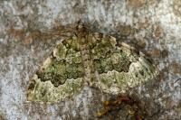 Colostygia olivata