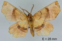 Selenia lunularia