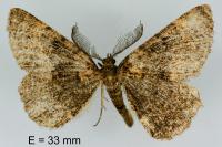 Selidosema taeniolaria