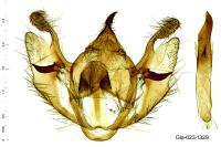Selidosema taeniolaria