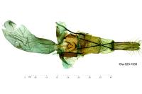 Selidosema taeniolaria