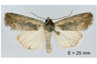 Epimecia ustula