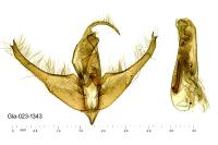 Epimecia ustula