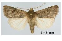 Hoplodrina hesperica