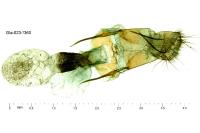 Metasia suppandalis