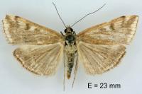 Loxostege sticticalis
