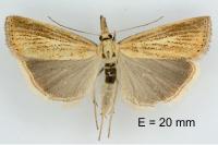Agriphila straminella