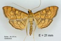 Anania verbascalis