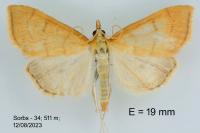 Anania testacealis