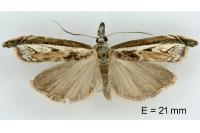 Platytes alpinella