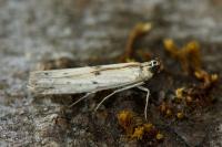 Homoeosoma inustellum