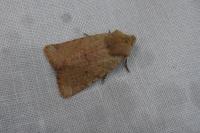Spudaea ruticilla