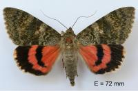 Catocala elocata