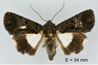 Aedia leucomelas