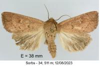 Mythimna ferrago