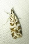 Scoparia pyralella