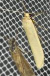 Indalia pygmaeola pallifrons