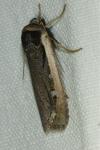 Ochropleura leucogaster