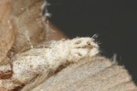 Aplocera efformata