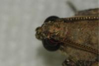 Acrobasis fallouella