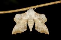 Laothoe populi