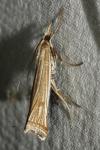 Ancylolomia tentaculella