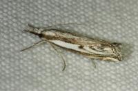 Catoptria staudingeri