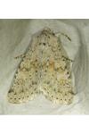 Aporophyla canescens