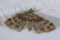 Gymnoscelis rufifasciata