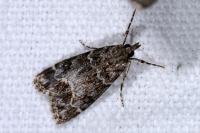Eudonia mercurella