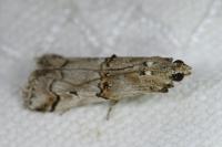 Pempelia palumbella