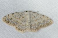 Scopula submutata roseonitens