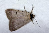 Lygephila craccae