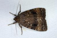 Amphipyra berbera svenssoni
