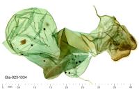 Indalia uniola