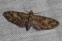 Eupithecia abbreviata