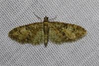 Eupithecia abbreviata
