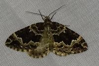 Lampropteryx suffumata