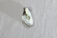 Cilix glaucata
