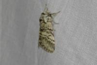 Drymonia ruficornis