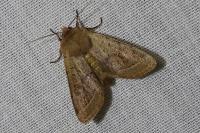 Orthosia cerasi