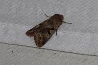 Orthosia gothica