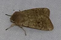 Orthosia cruda