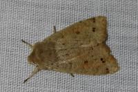 Anorthoa munda